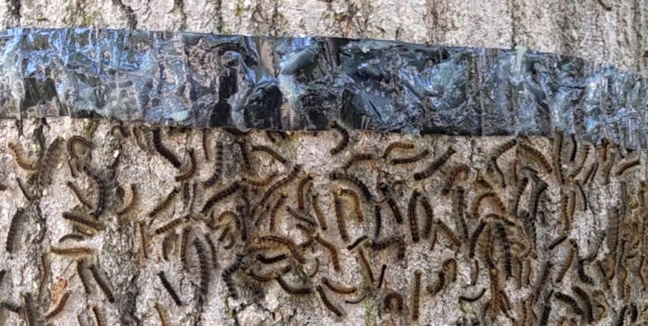 Caterpillars Under Duct Tape