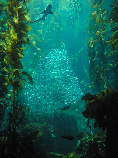 P1010245